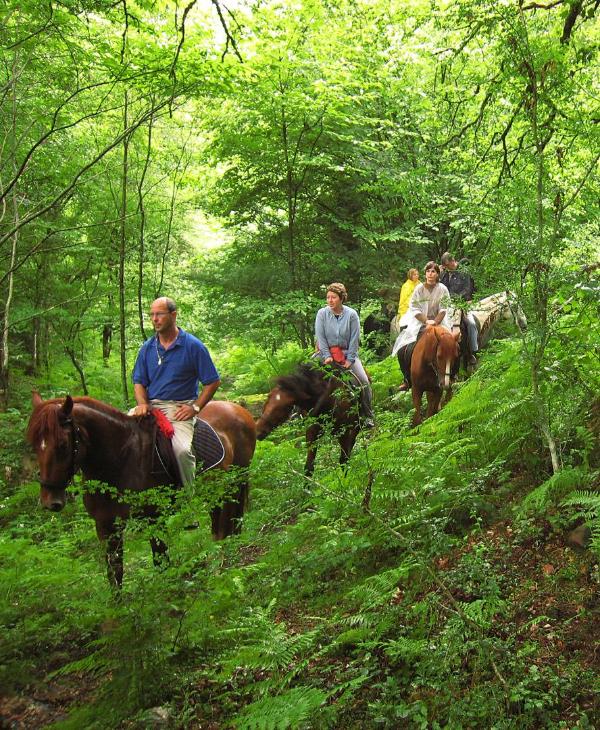 À cheval à travers la forêt